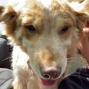 Meet your Posher, Lilly